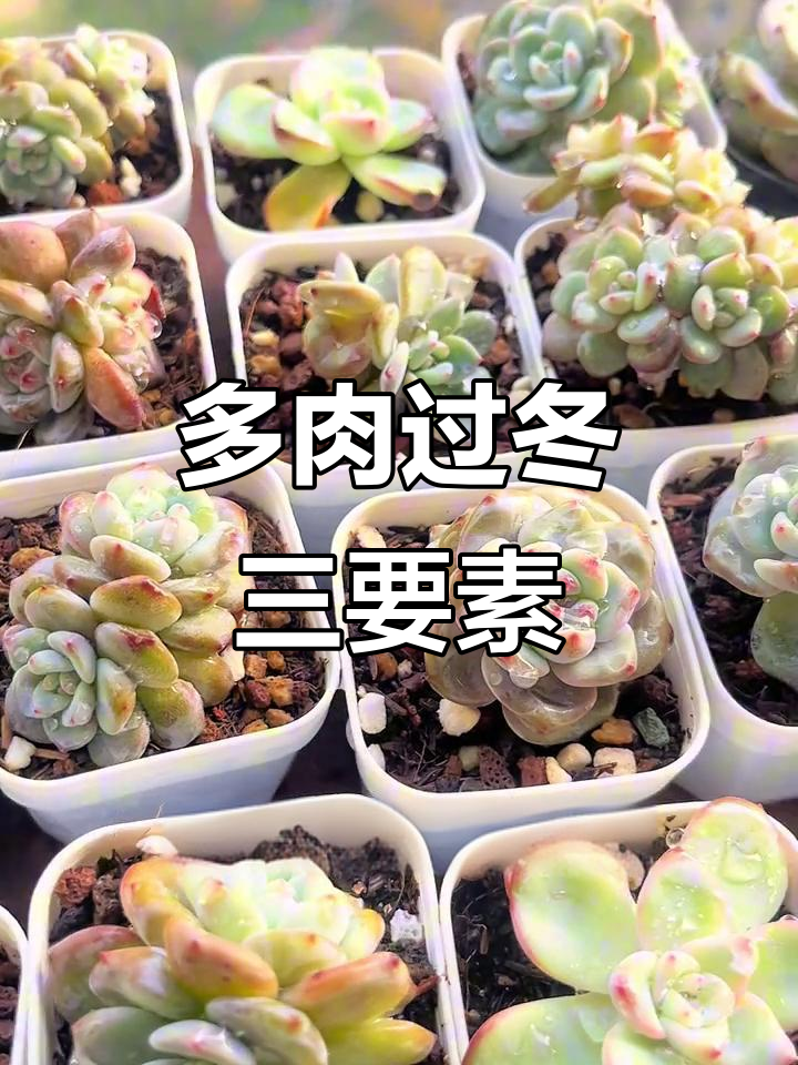 冬季养多肉,三大要点不可忽视,避免植物枯萎死亡