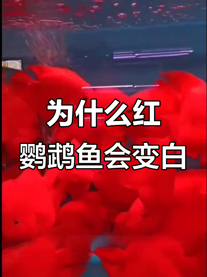 红鹦鹉鱼变白的原因及解决方法