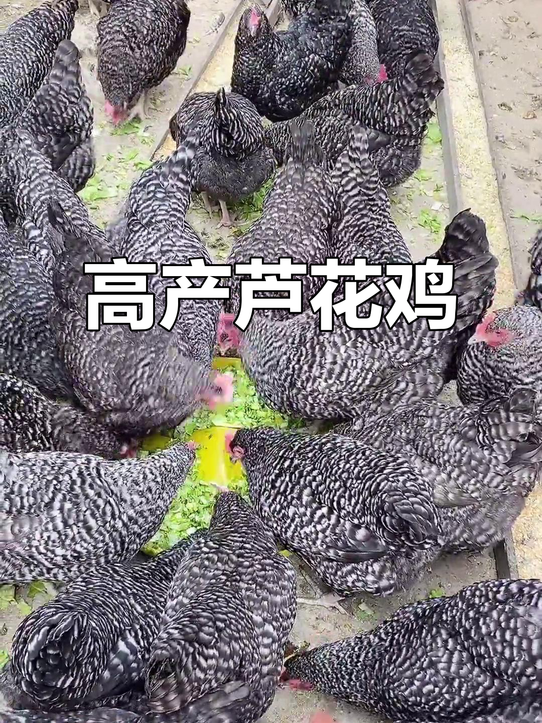 芦花鸡与五黑鸡:公母搭配,高孵化率、高产蛋量