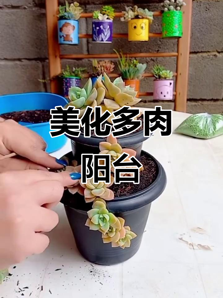 多肉盆景造型，让阳台瞬间美得令人陶醉！