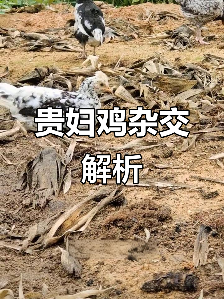贵妃鸡杂交与纯种差异大揭秘，白毛竟是近亲产物