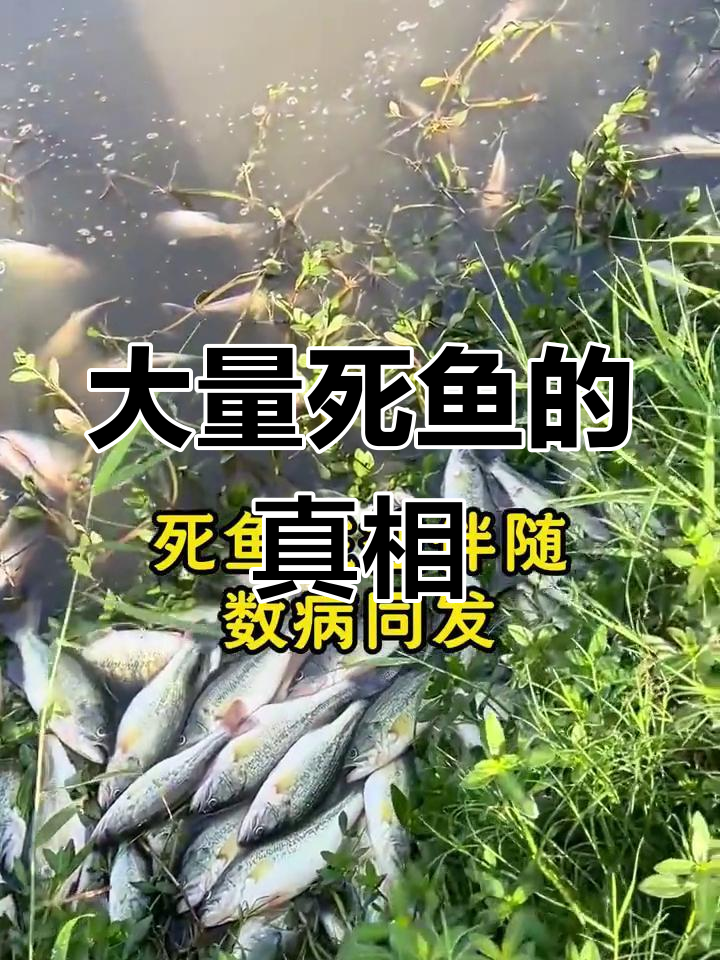 池塘死鱼原因大揭秘:越冬应激与细菌繁殖共同作用