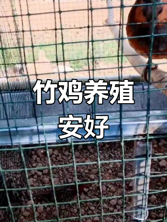 贵州最大竹鸡养殖基地,祈愿平安