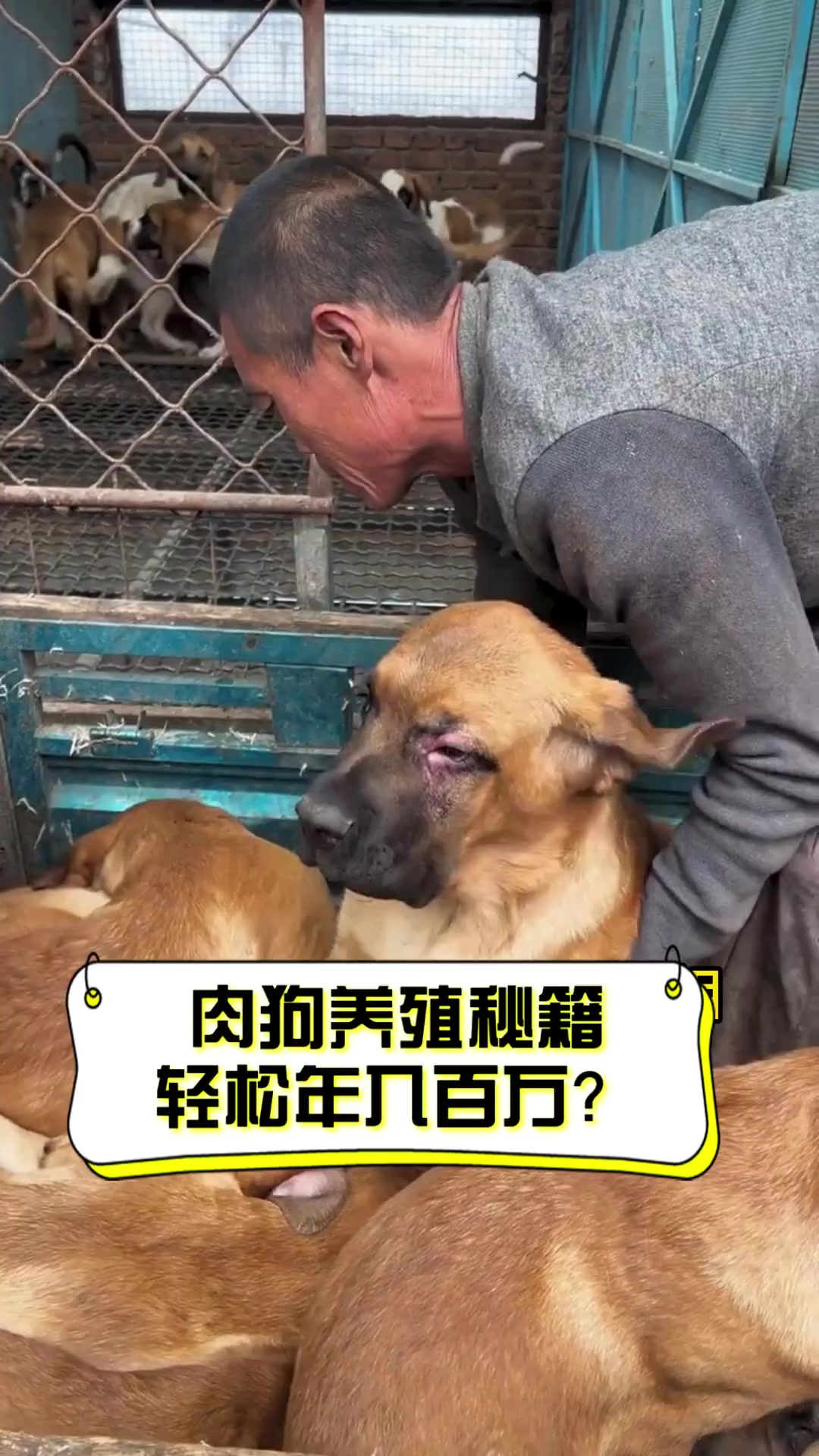 肉狗养殖秘籍,轻松年入百万?
