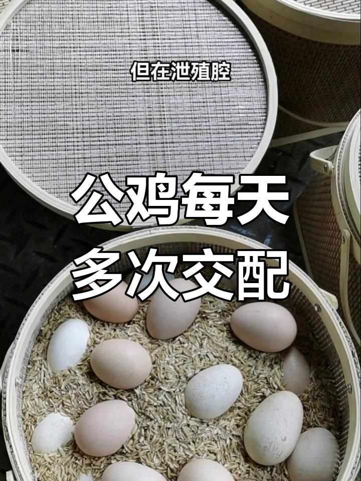 公鸡一天能交配30次,母鸡的生殖系统竟是这样!