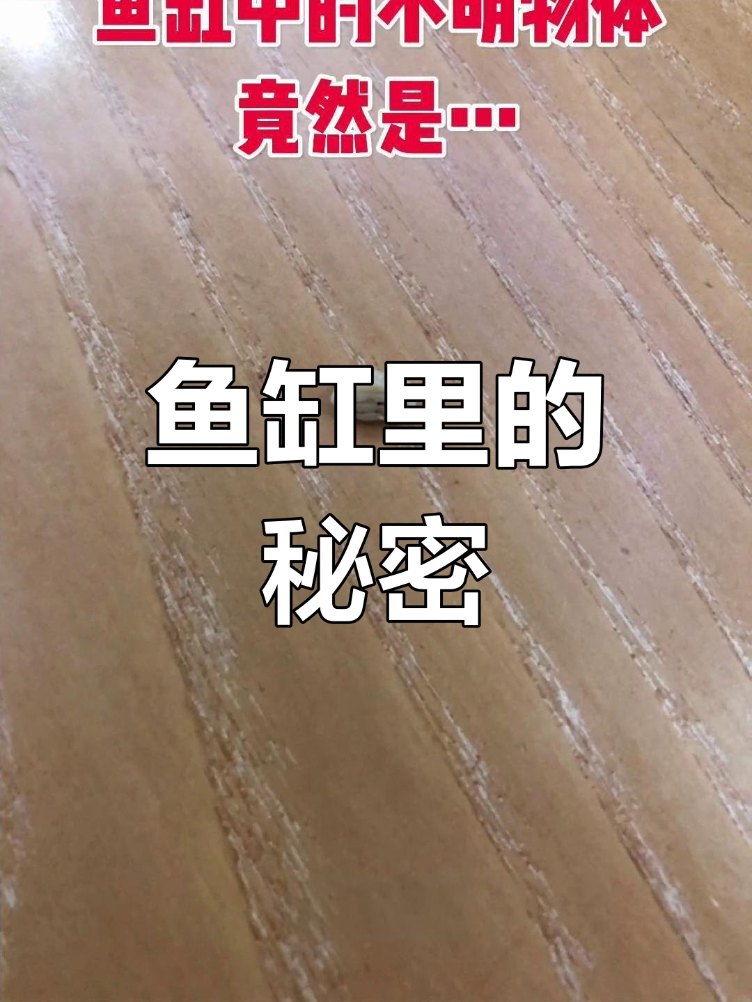 鱼缸里奇怪的东西,竟是鲤鱼的牙齿!
