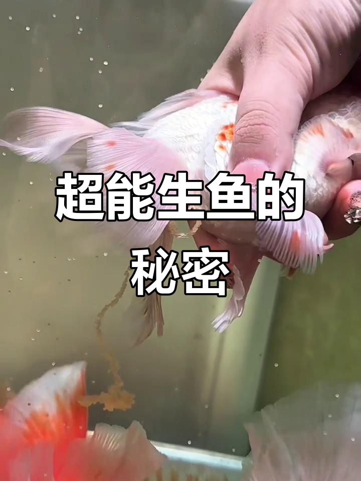 见过这么能生的鱼吗?味道超赞!