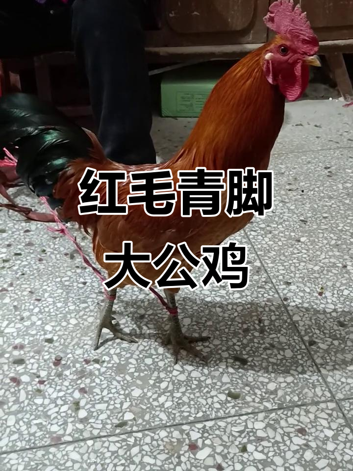 纯红毛大公鸡，4.2斤重，背部胸部全红，超美！
