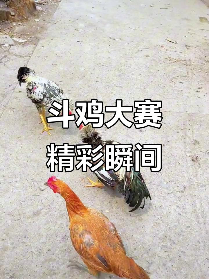 大冠嫩鸡VS小冠嫩鸡,激烈斗鸡大比拼!