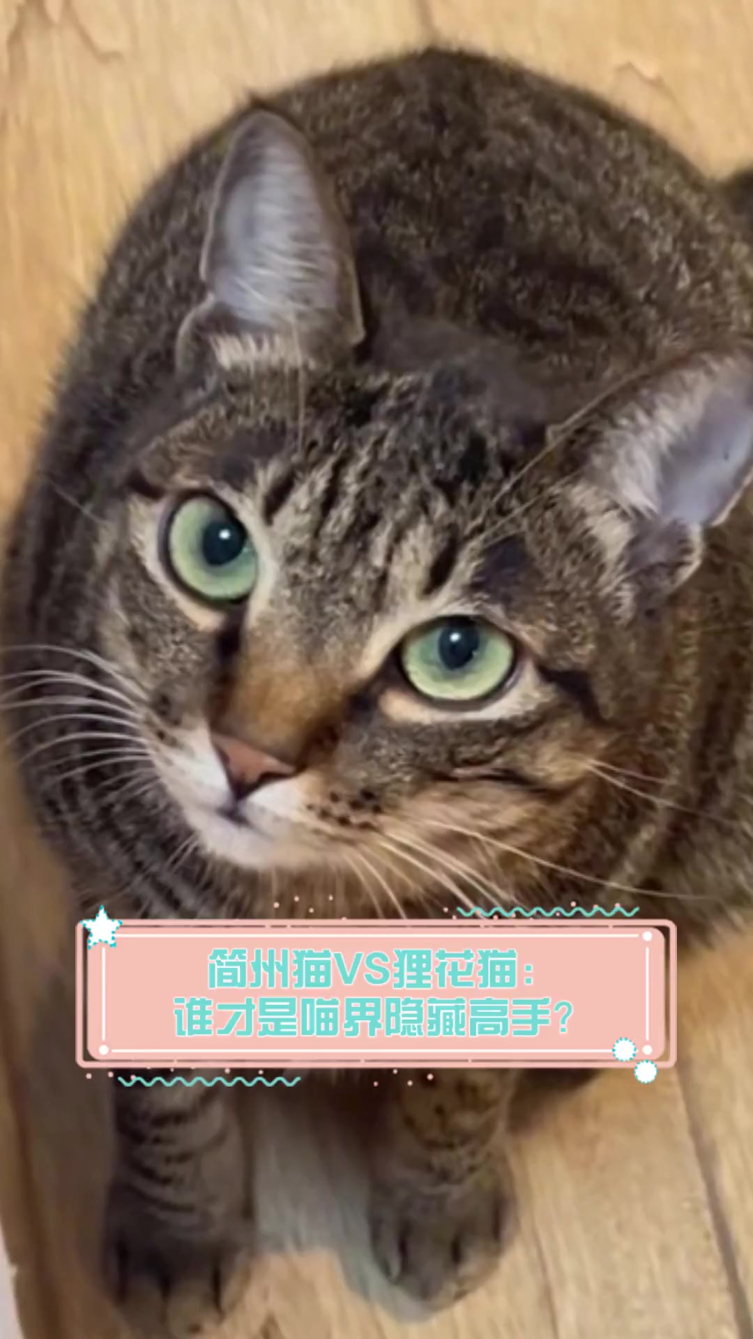 简州猫VS狸花猫:谁才是喵界隐藏高手?