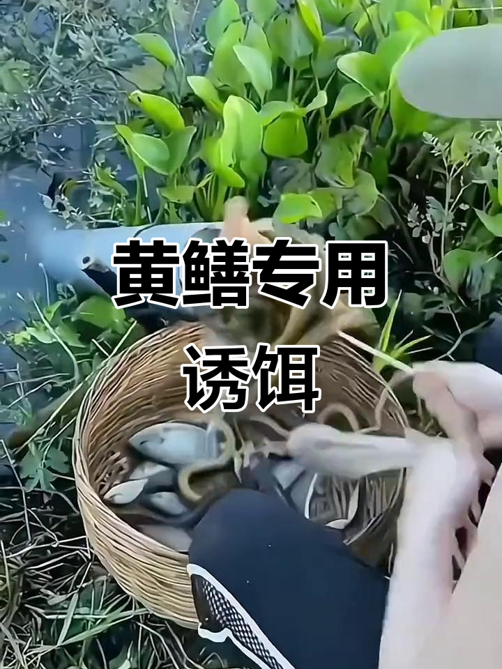 鳝鱼诱食剂一滴,百米内黄鳝聚集,轻松捕捉