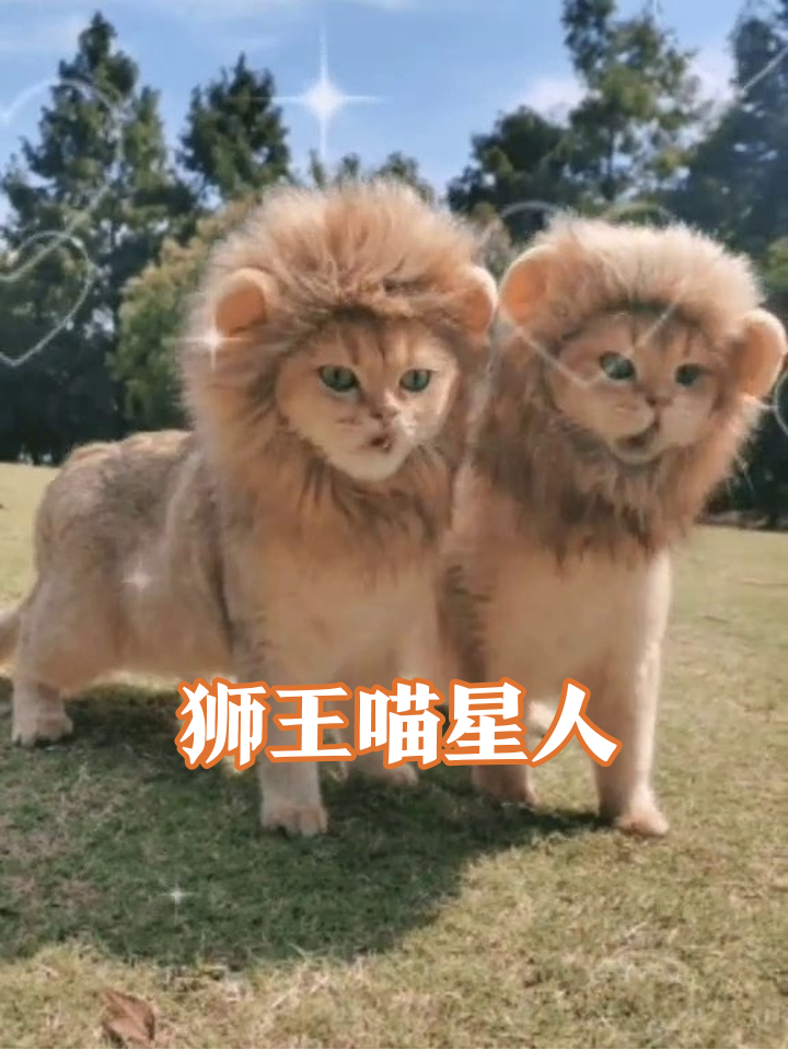 猫咪戴狮子头套反差萌,一个咆哮一个淡定笑翻网友
