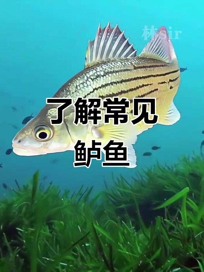 常见鲈鱼品种大揭秘，钓友必看！