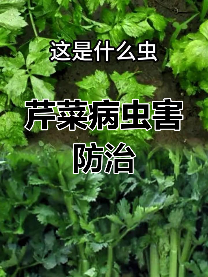 芹菜种植常见虫害及防治方法