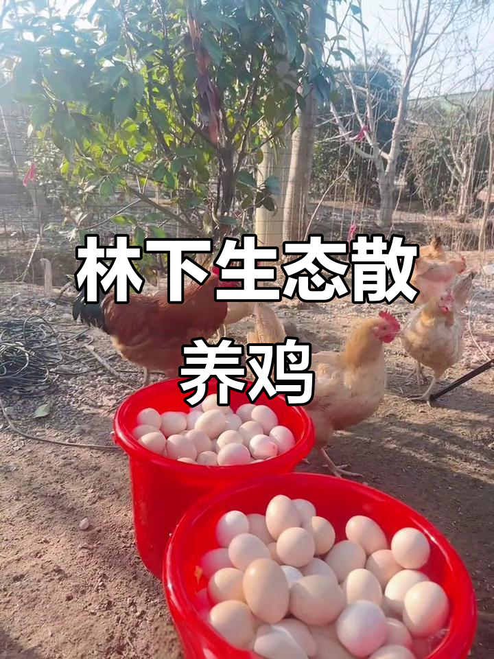 散养草公鸡的自由生活，油光粉红鸡蛋等你来捡