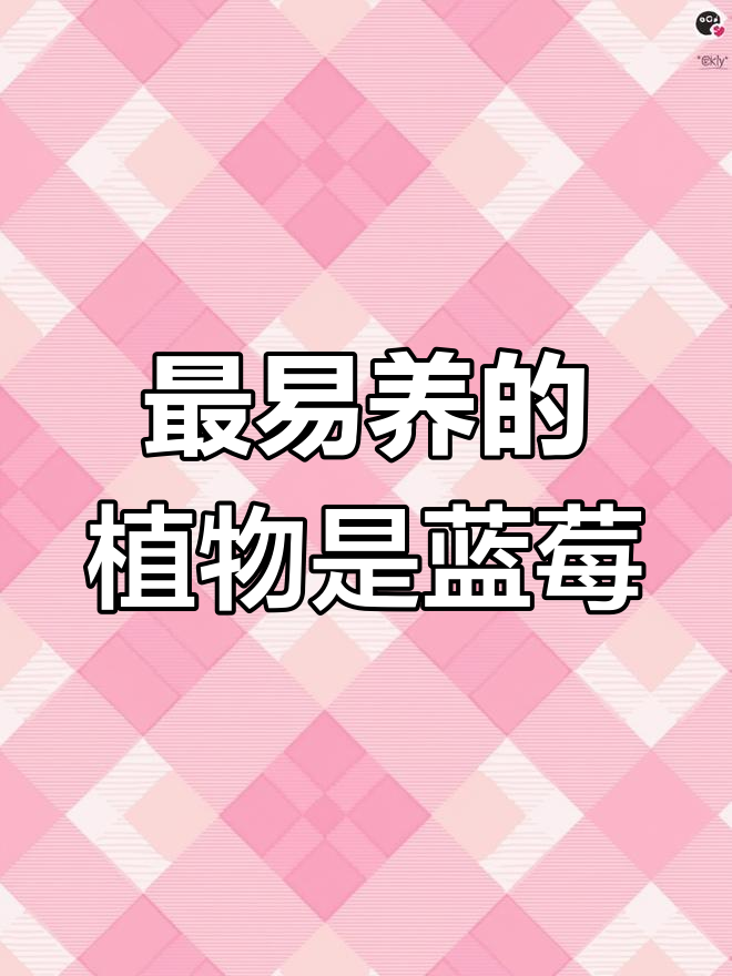 蓝莓比多肉更好养,结果又大又甜!