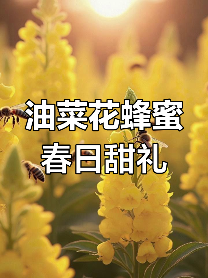 春天的甜蜜馈赠:油菜花蜂蜜的魅力与功效