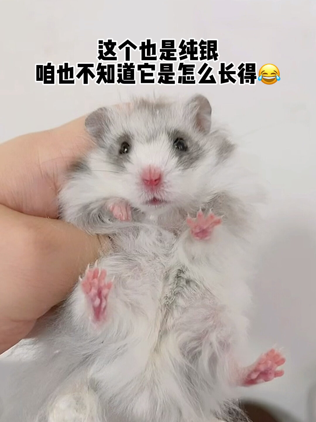 金丝熊有多少种颜色呢