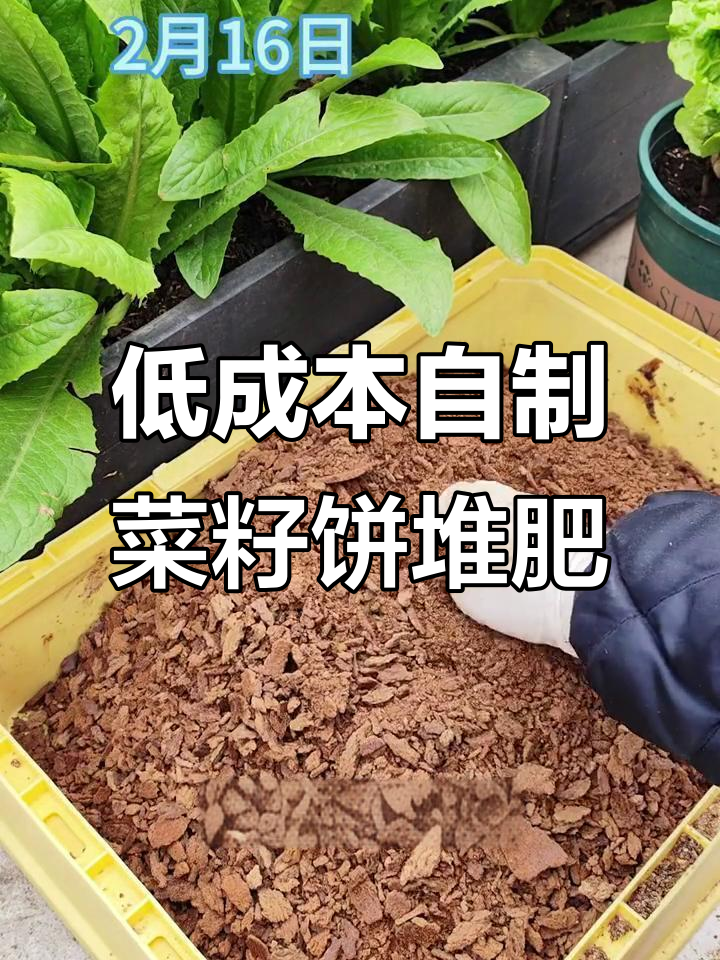 自制菜籽饼堆肥，轻松发酵成高效肥料
