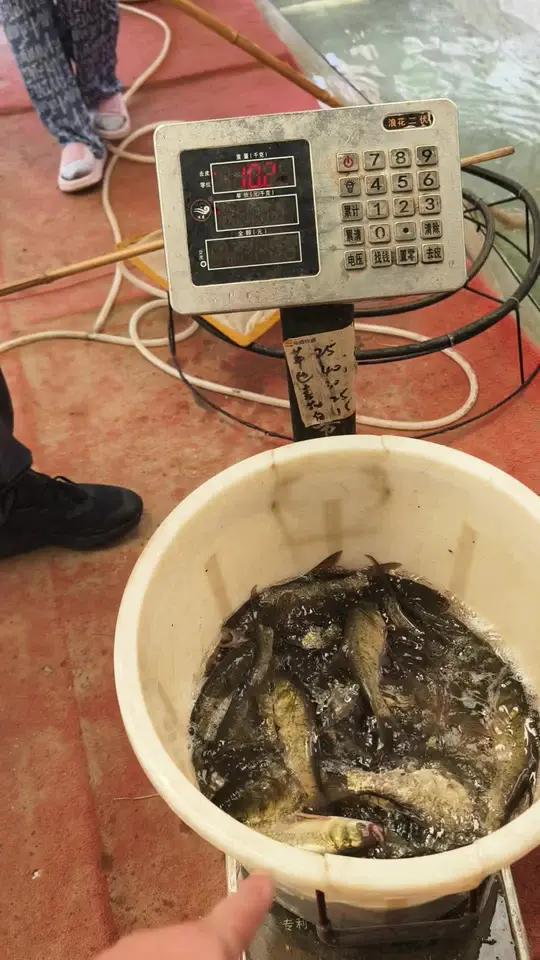 卷毛农场记录发苗进行曲，带你感受鱼苗批发日常