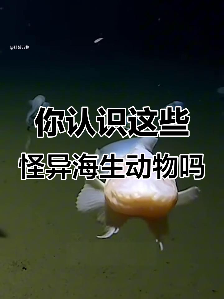 海洋生物大揭秘:这些奇怪的名字你都知道吗?