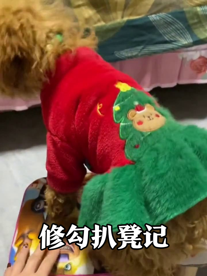 穿圣诞装的修勾执着扒凳,主人摸头都不理,是藏肉干了?