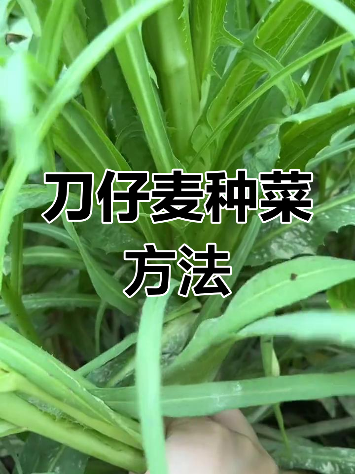 刀仔麦与甜唛菜的种植技巧