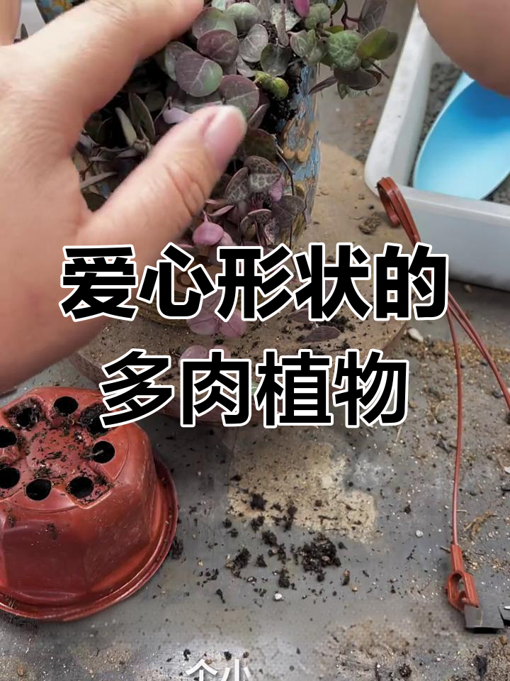 爱之蔓多肉植物养护全攻略,阳台种植技巧大公开