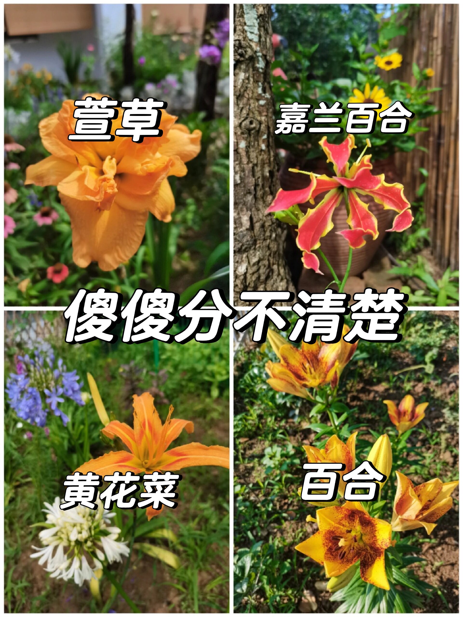 百合、嘉兰百合、萱草和黄花菜
