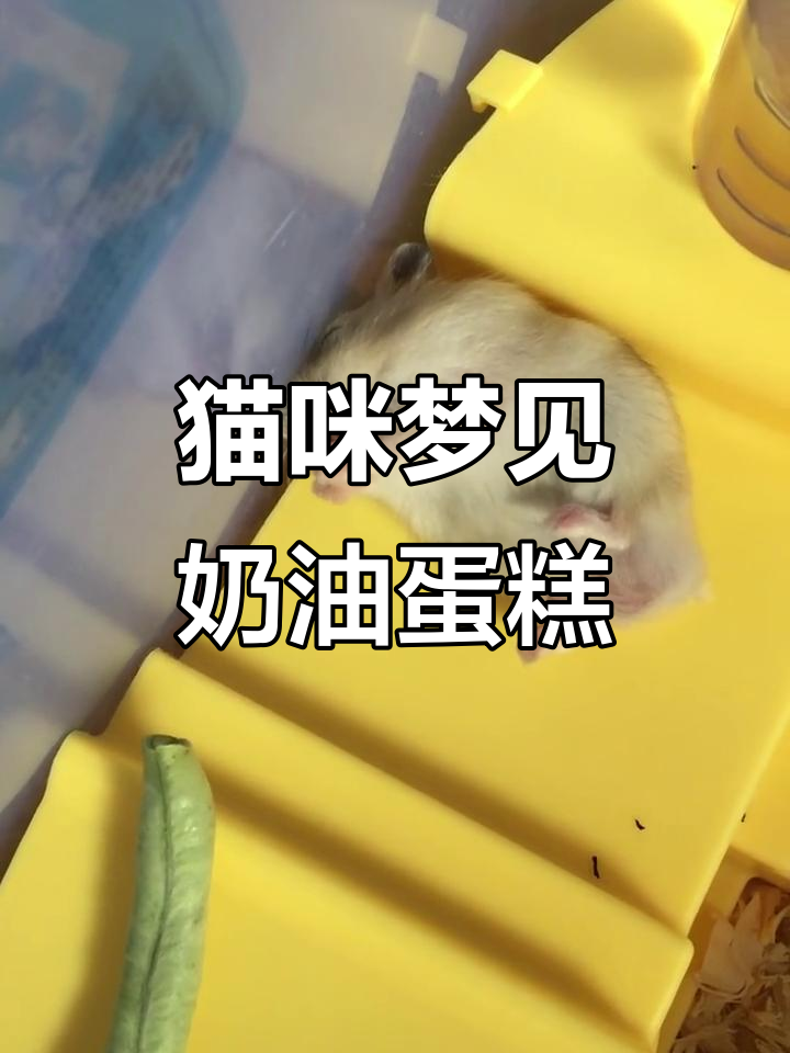 小猫咪做梦梦到奶油蛋糕,萌态十足