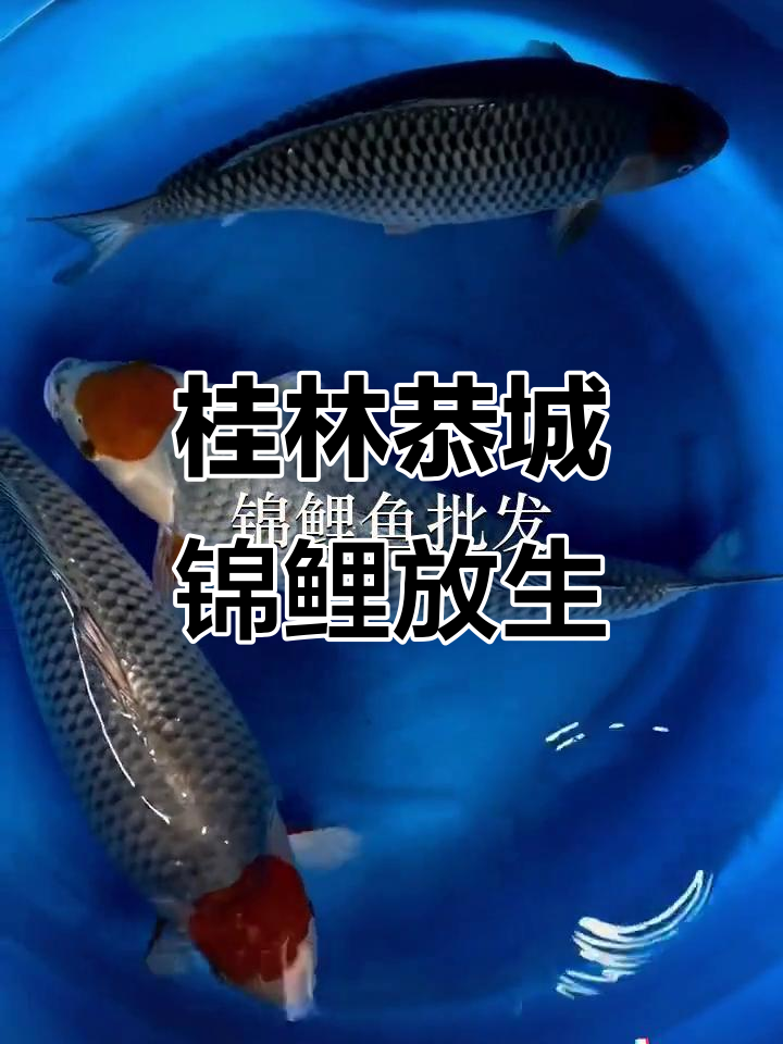 桂林恭城鱼苗场:锦鲤放生,潮汕文化与孤独的碰撞