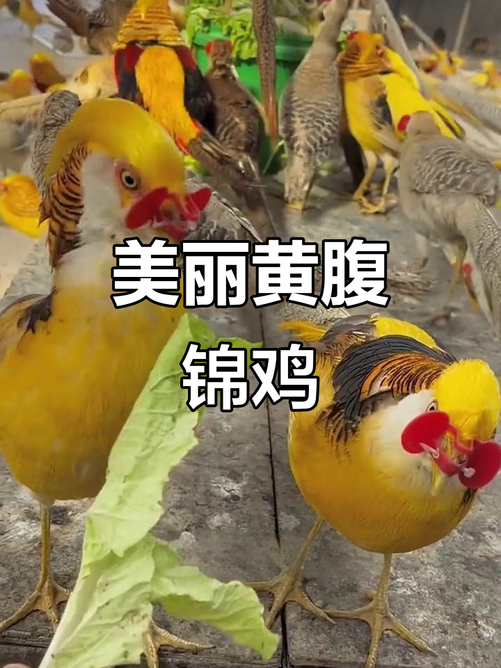 黄腹锦鸡:七彩黄金鸡,比孔雀还美!