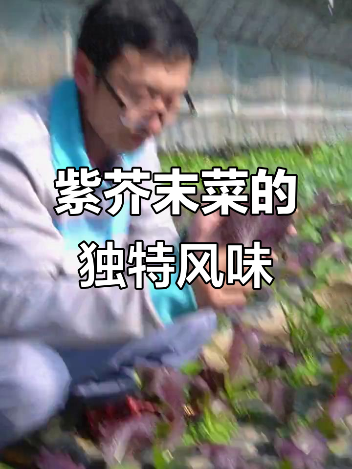 紫芥末菜:辣味解腻,烤肉必备!