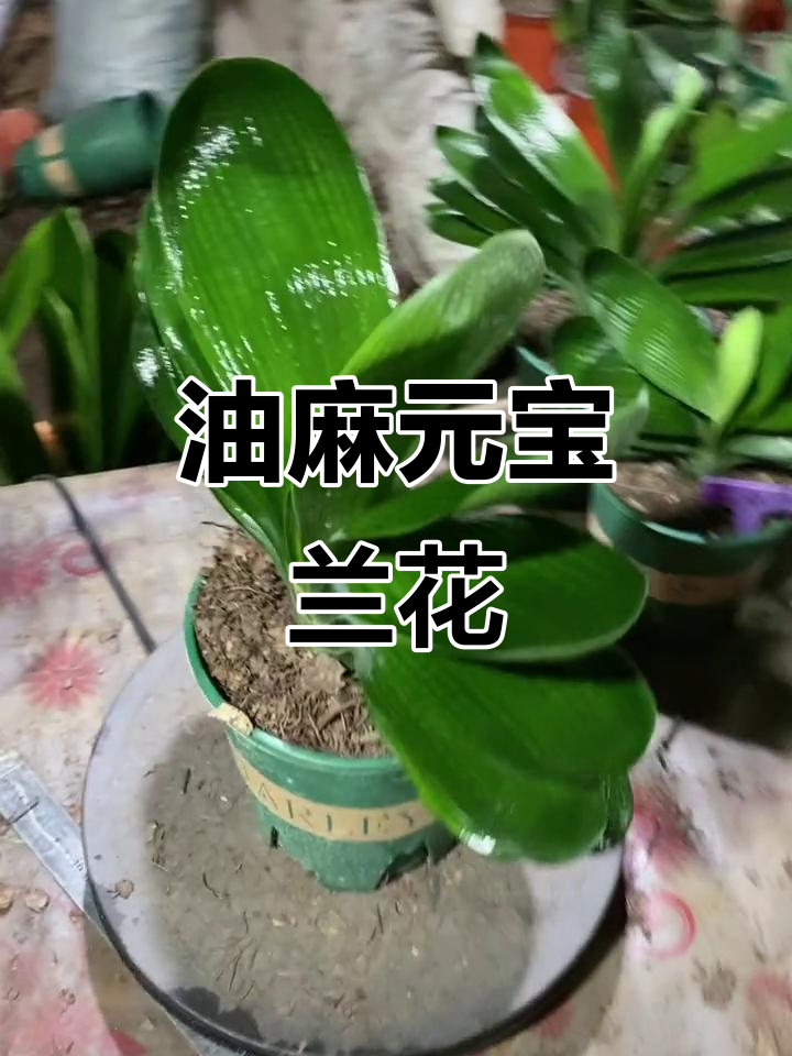 君子兰基地直销,油麻元宝娃娃蓝开花惊艳