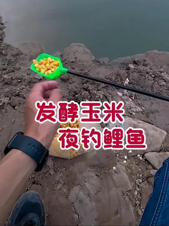 发酵玉米夜钓鲤鱼 发酵类窝料饵料是野生大鱼的最爱,也能让大鲤鱼大草鱼放松警惕,做发酵玉米最