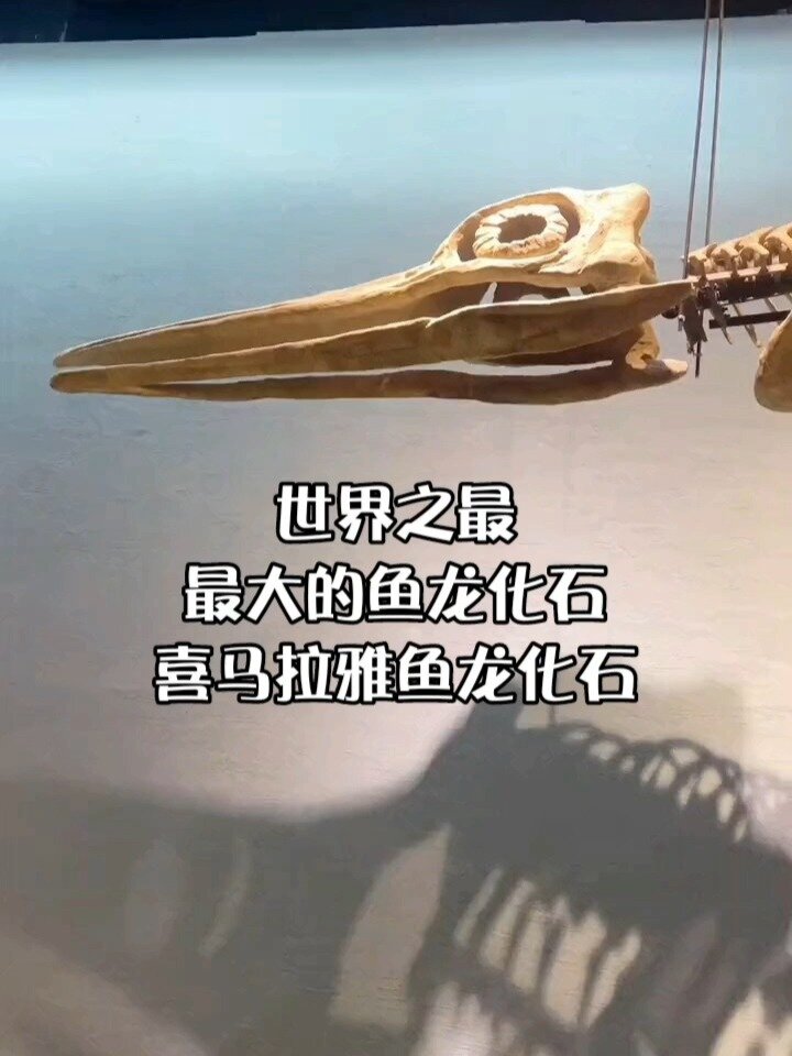 世界最大的鱼龙化石——喜马拉雅鱼龙化石