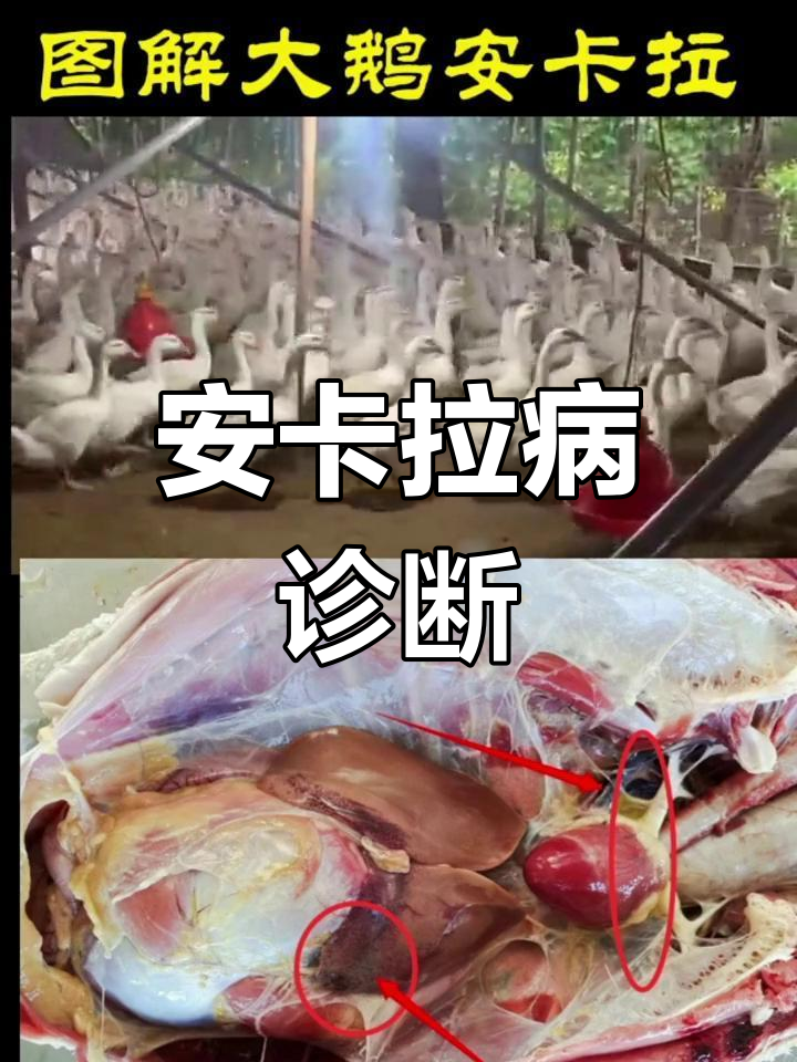 大鹅安卡拉病毒症状解析