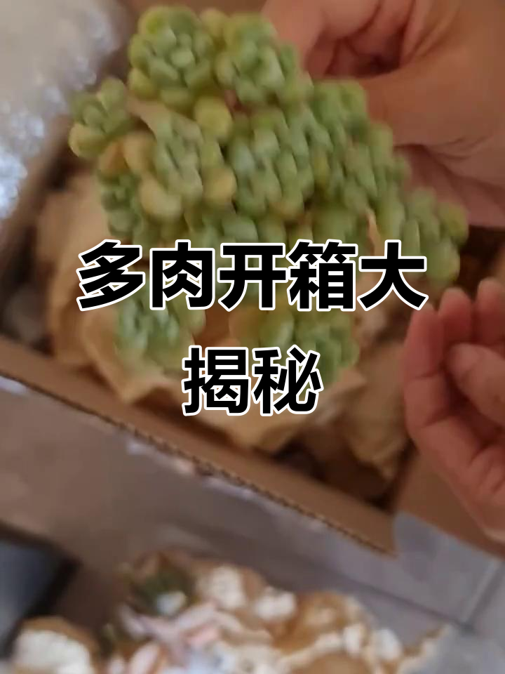 法国多肉植物开箱,超萌可爱!