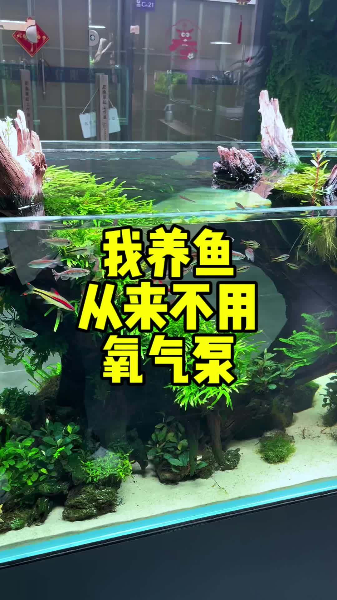 我养鱼从来不用氧气泵哈哈哈 水族 养鱼 养鱼日记