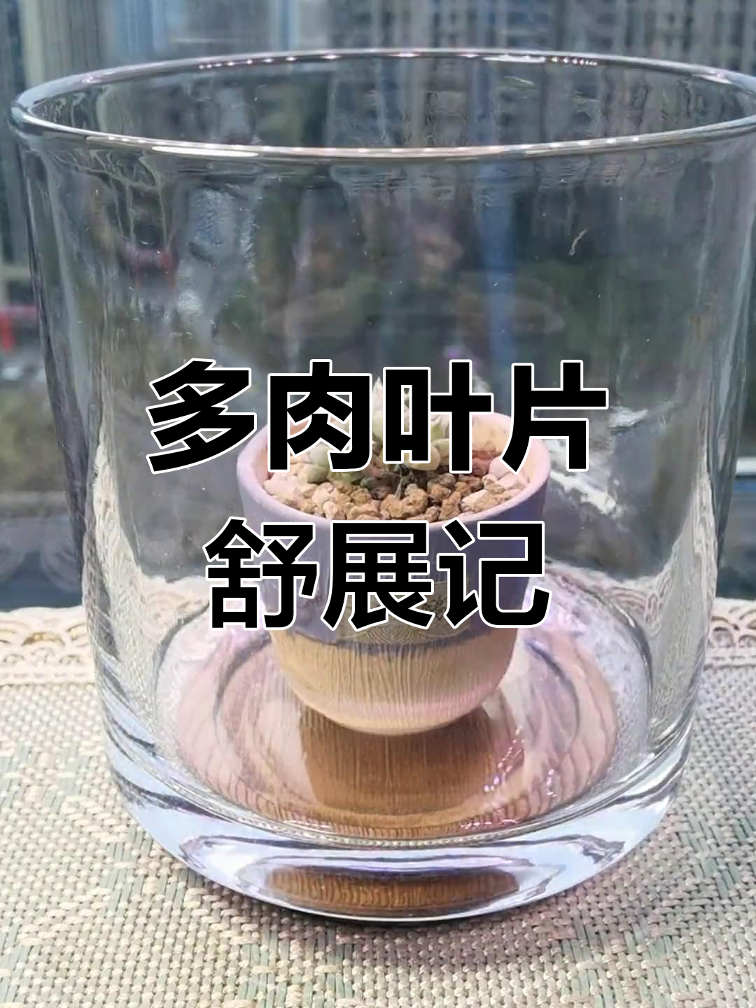 白天鹅多肉喝水,红掌拨清波表演惊艳