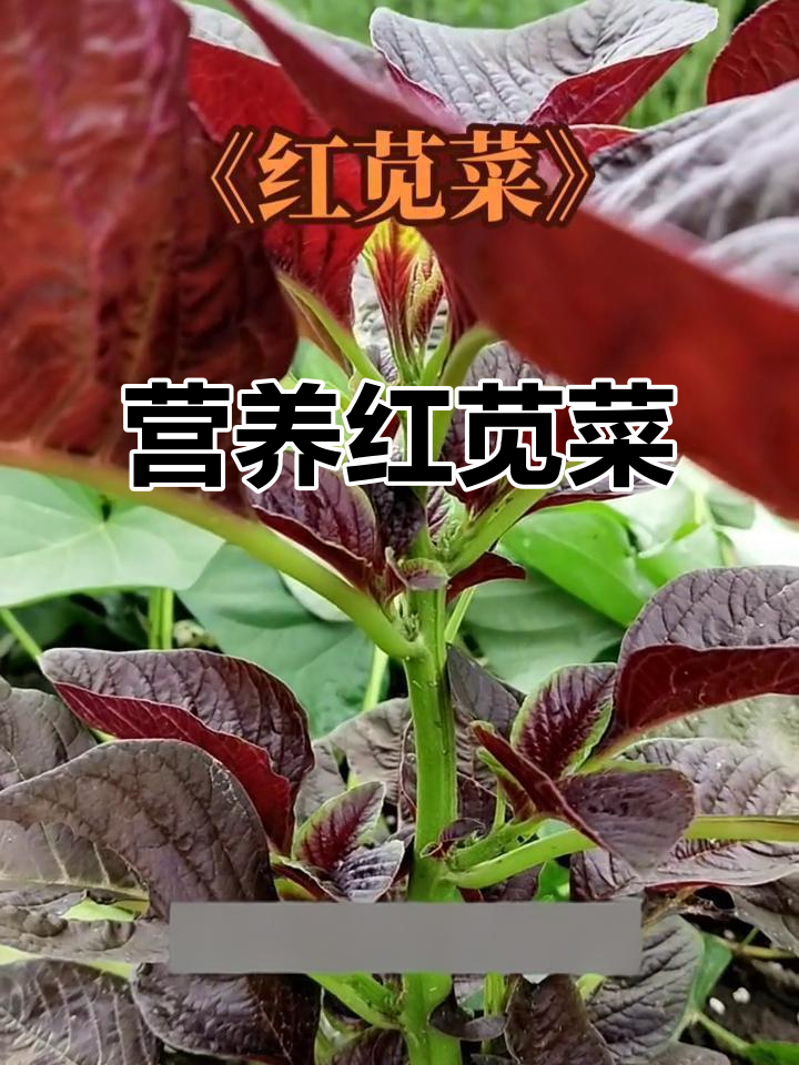 红苋菜富含铁质,增强免疫力,预防贫血,视力保护更佳