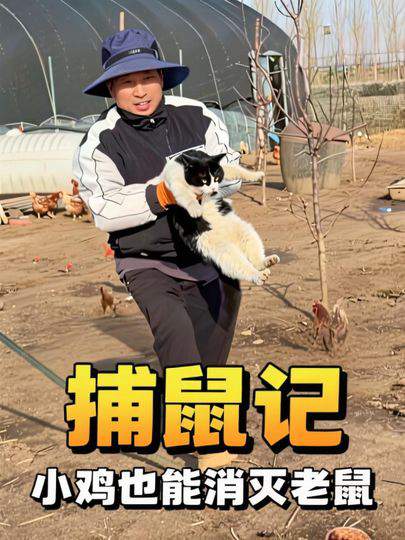 小鸡也能消灭老鼠
