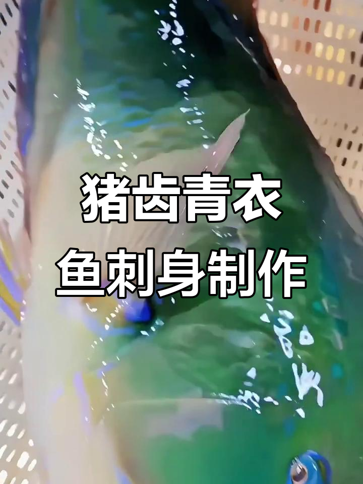 20斤猪齿青衣鱼放血做刺身,现场精彩瞬间大揭秘