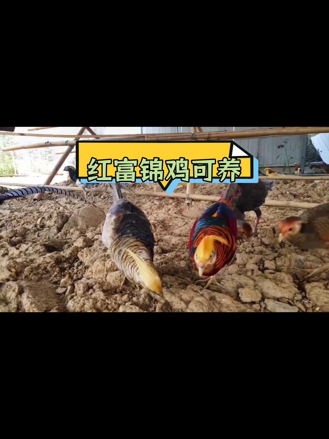 桂林小伙养殖珍禽,红腹锦鸡也能人工饲养