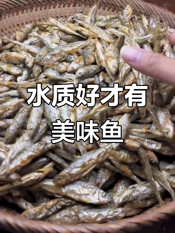 清澈水质孕育美味马口鱼和石斑鱼,鳞片亮丽让人惊艳