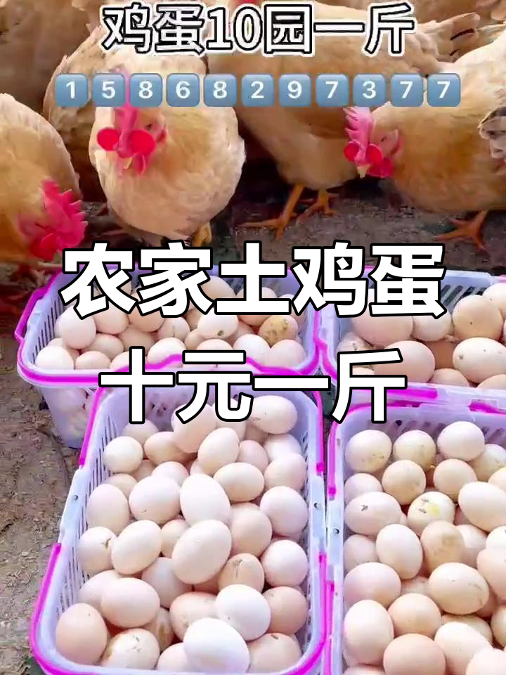 农村散养土鸡,母鸡蛋从小到大变化大,十元一斤超值美味