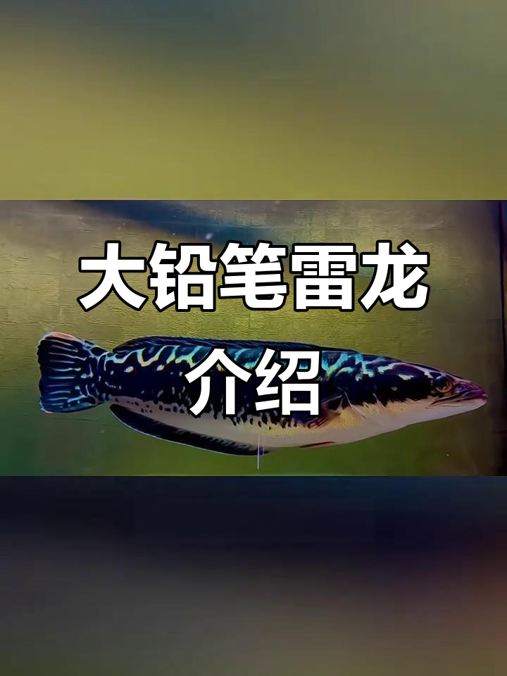 大型铅笔雷龙:凶猛肉食性热带观赏鱼