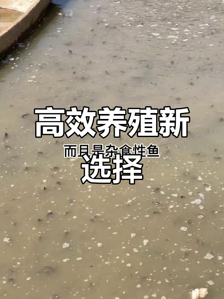 这种鱼生长迅速,管理简单,杂食性强,成本低廉