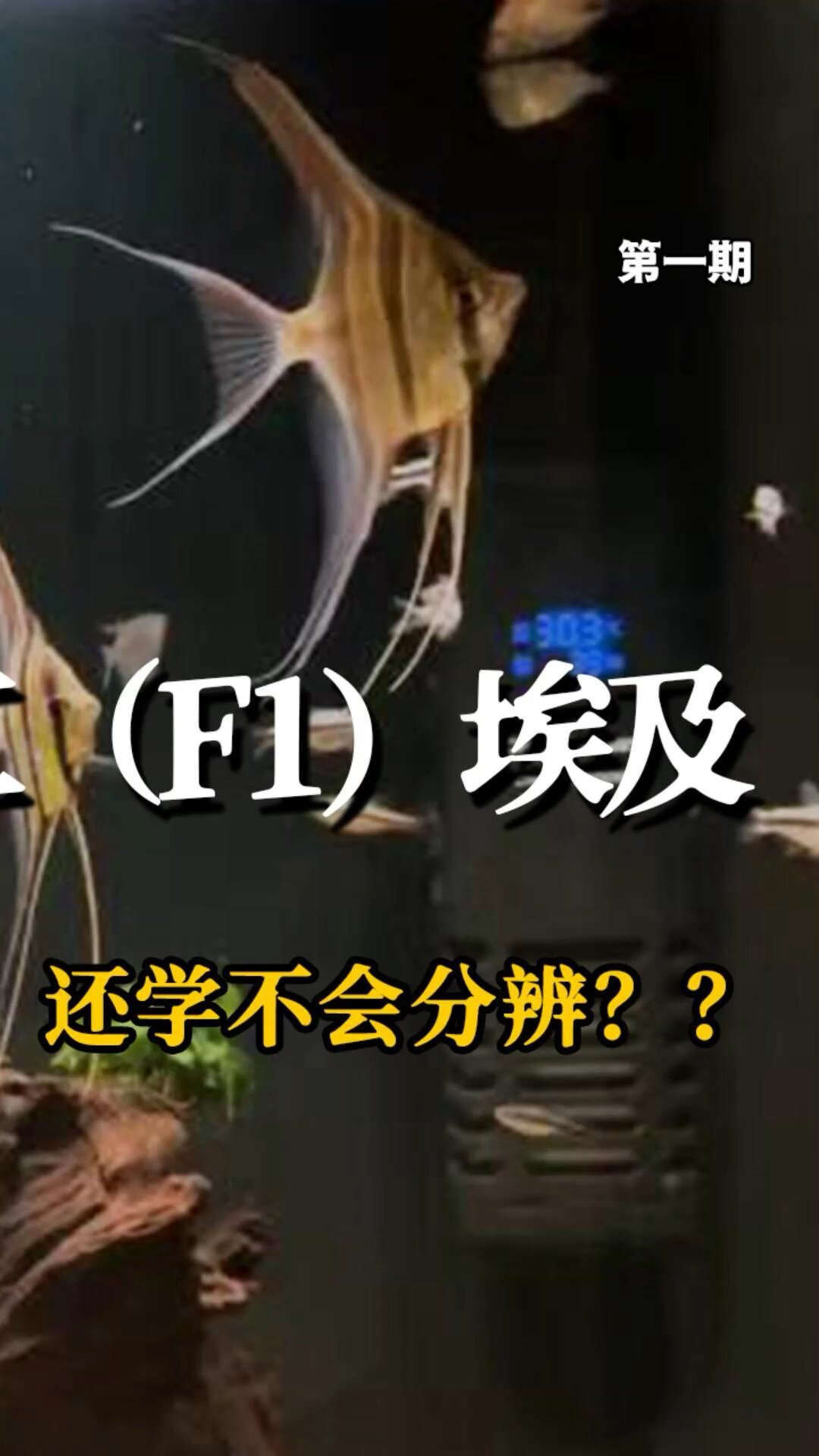 野生埃及跟F1的区别 1