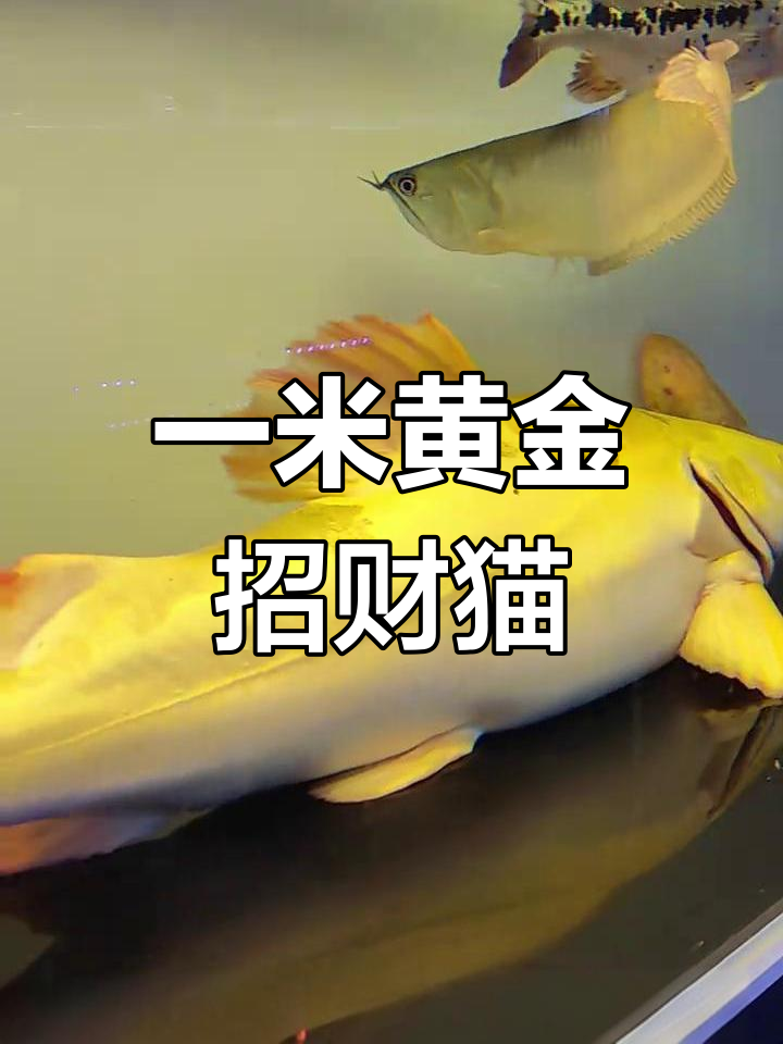 黄金招财猫鱼长到一米,风浪越大价格越高